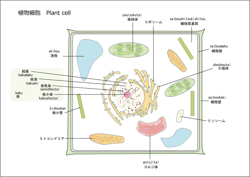 植物のつくり 細胞編 Botanicals
