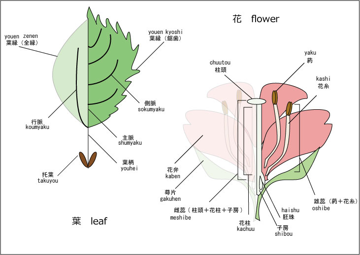 葉-花構造