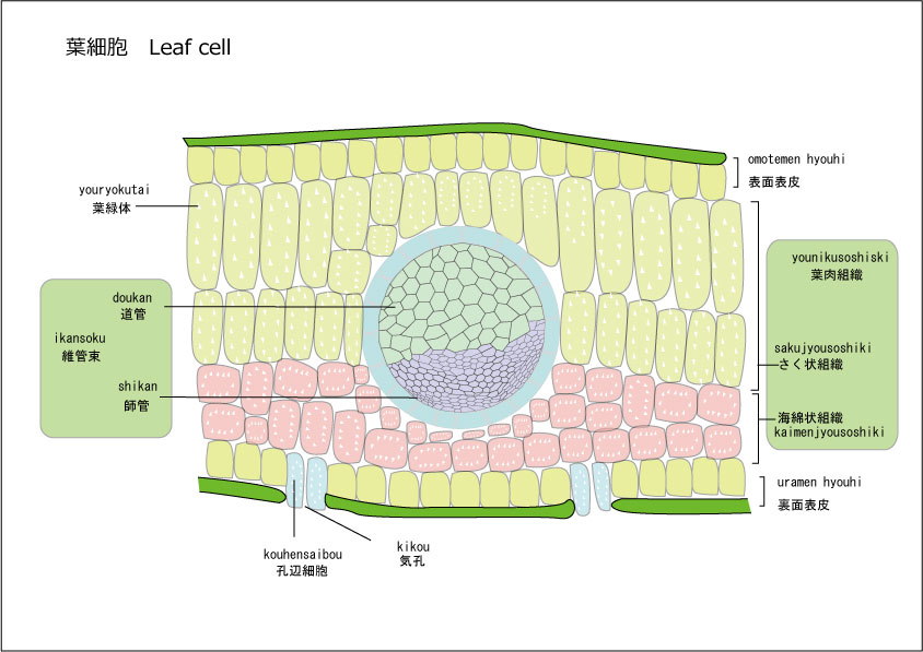 葉細胞3